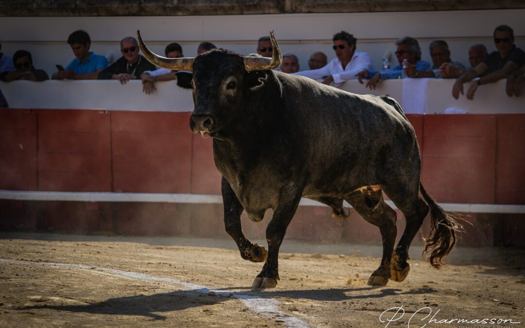 BEZIERS (15.08.2023, tarde) – D’un ennui total pour la clôture …