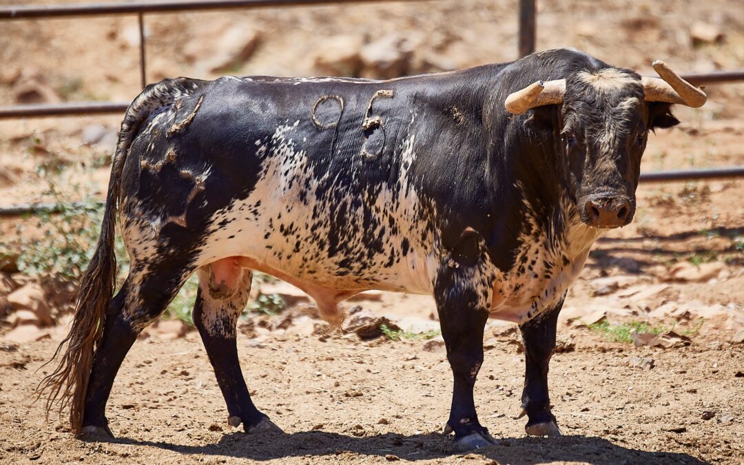 BEZIERS – Présentation des toros de la Feria, du 12 au 15 aout …