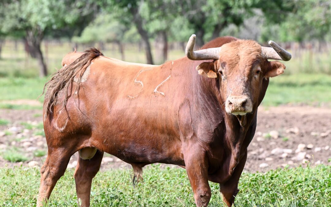 LES SAINTES-MARIES-DE-LA-MER – Présentation de la corrida et des toros de Pedraza de Yeltes …