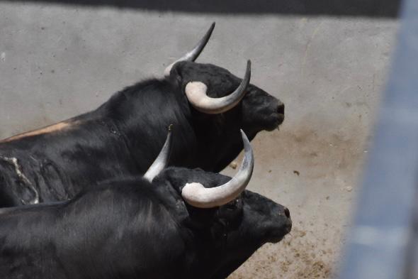 CERET – Les très sérieux novillos d’Alejandro Vazquez … (PHOTOS)