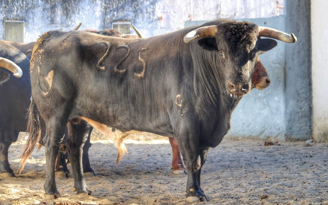 LUNEL – Les toros de Núñez del Cuvillo sont arrivés …