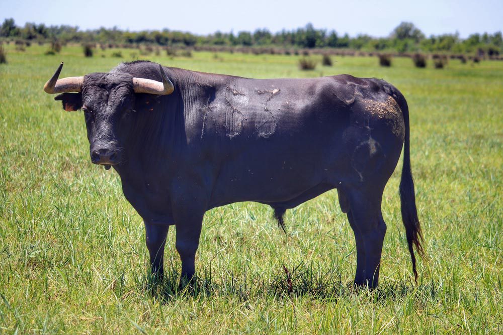 TYROSSE – Présentation en photos des toros de Pagès-Mailhan.