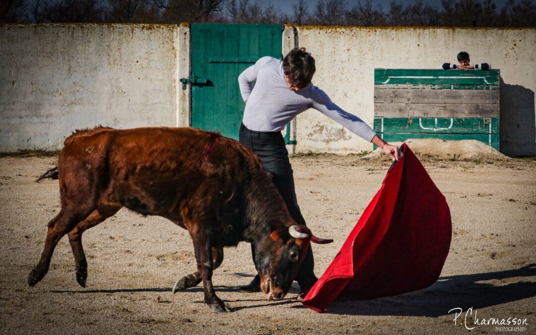 A La Belugue, tentadero de rentrée avec TIBO GARCIA …