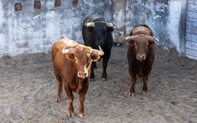 LES SAINTES MARIES DE LA MER – Les Toros de Pedraza de Yeltes sont arrivés !