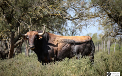 BEZIERS – Présentation des toros de ROBERT MARGÉ pour la corrida du 18 aout …