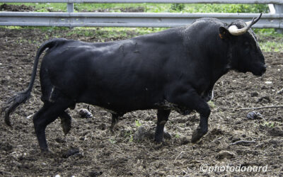 RISCLE – Présentation de la corrida du 3 aout et des toros …