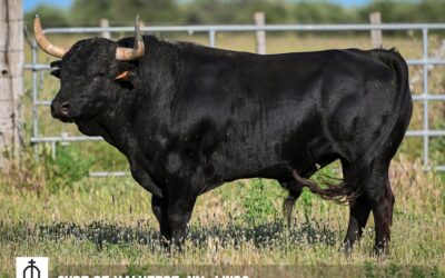 ARLES – Une impressionnante corrida du Curé de Valverde !