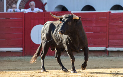 RISCLE (03.08.2024) – Du bon toro de France ! Une oreille pour MORENITO DE ARANDA et EL RAFI !