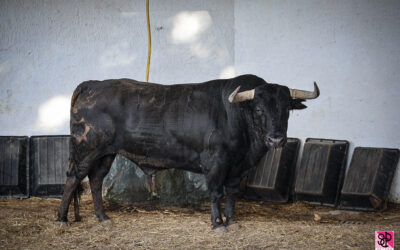 NÎMES – Les toros de la Feria des Vendanges sont là !