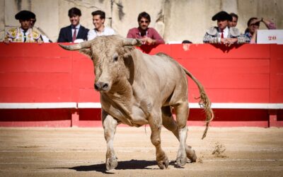 NÎMES (15.09.2024, matin) – Les Torrehandilla, plus que le vent, plombent la fête …