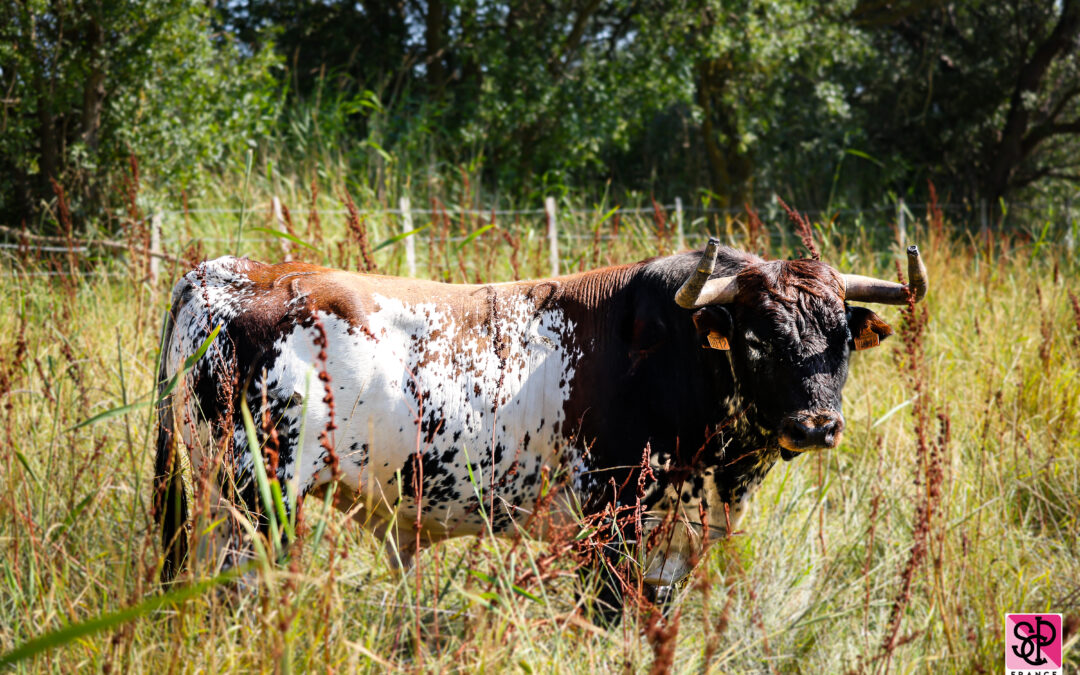 NÎMES – Présentation des toros de Robert Margé…